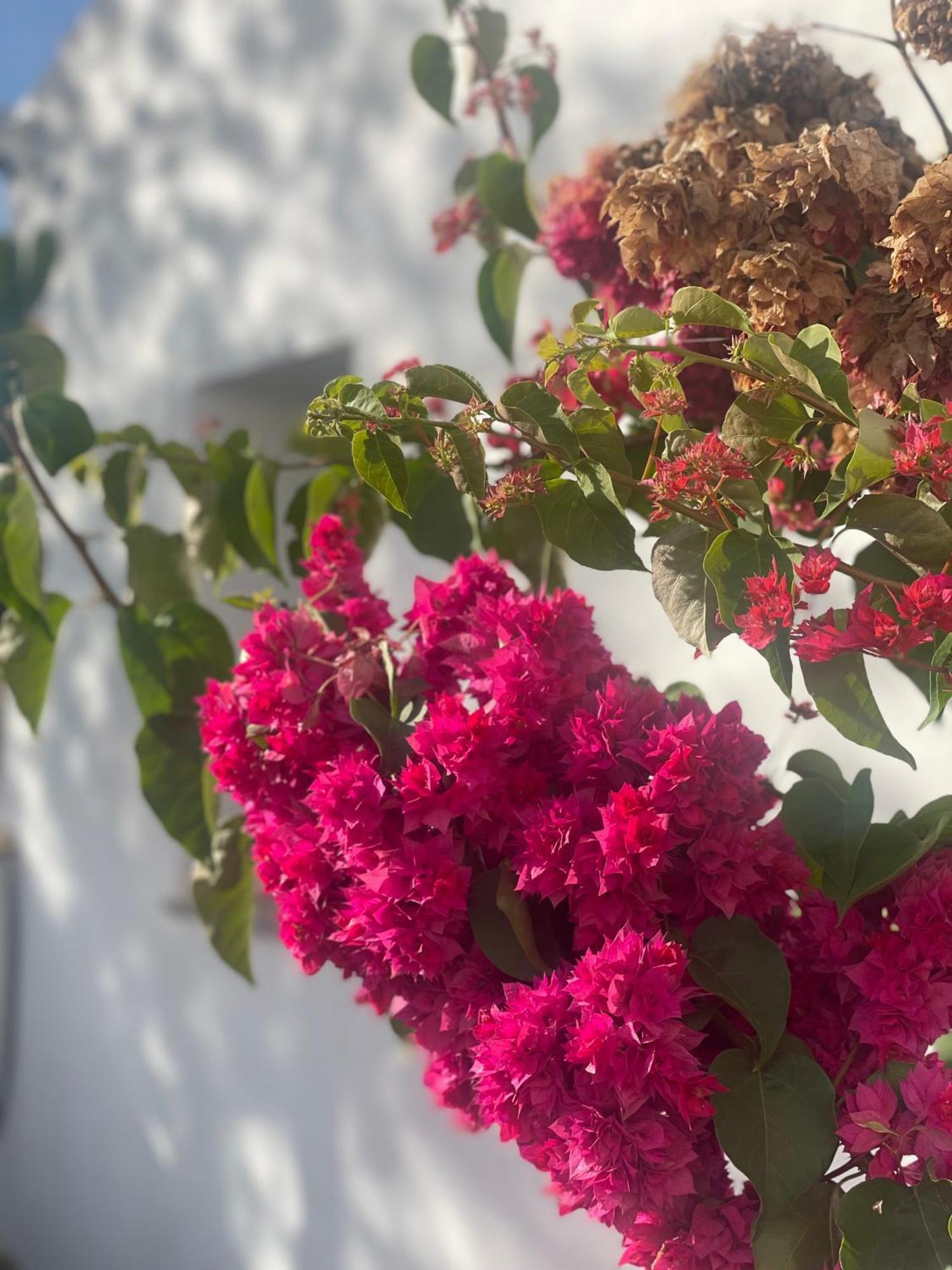 B&B Quinta A Fonte Tavira - Adults Only Zewnętrze zdjęcie